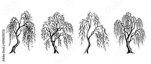 willow tree , Traditional Chinese Brush , strokes swirl style