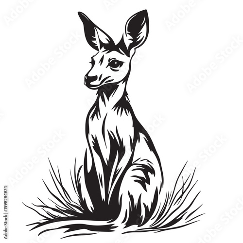 kangaroo vector illustration