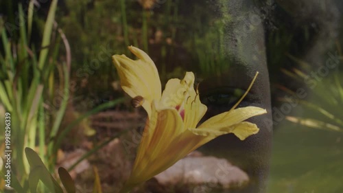Insect approaching yellow lily seeking nectar in garden, bloom swaying, girl reflection appearing