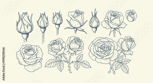 Vintage hand drawn rose flower sketches set. Botanical line art illustrations of buds and blooms.
