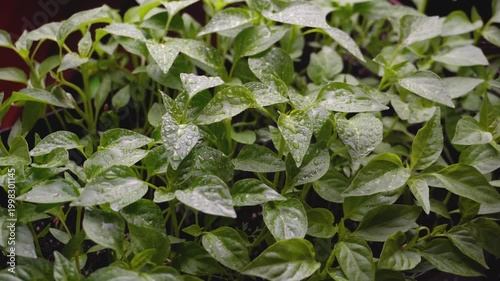 Spraying young sweet pepper seedlings with water from a spray bottle to moisten the leaves and promote proper plant growth