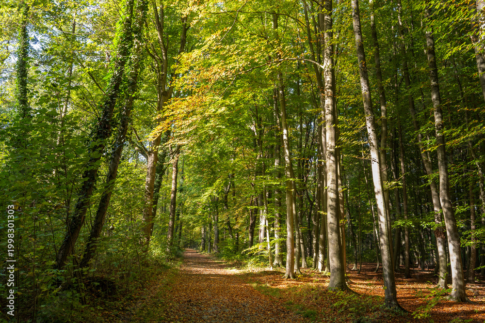 Fototapeta premium Weg durch den Buchenwald im Herbst, Nordrhein-Westfalen, Deutschland
