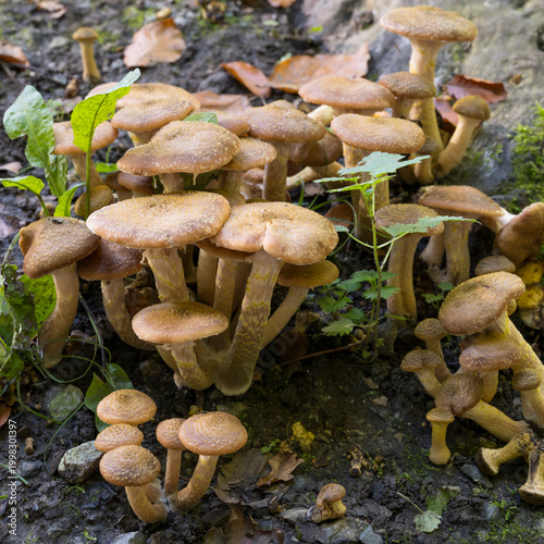Pilze an einem Baumstamm, Nordrhein-Westfalen, Deutschland