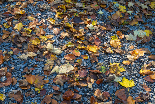 Blätter mit Herbstfarben liegen auf einem Weg mit Steinen, Nordrhein-Westfalen, Deutschland