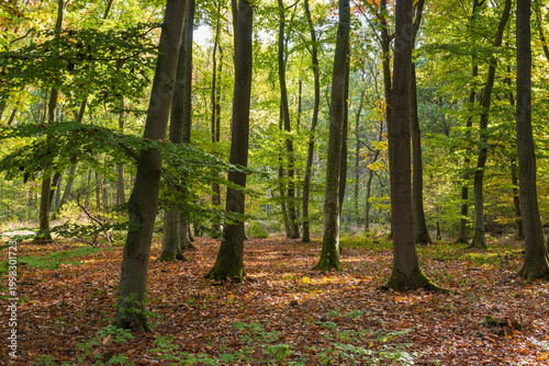Buchenwald im Herbst, Nordrhein-Westfalen, Deutschland