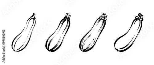 zucchini , Traditional Chinese Brush , strokes swirl style