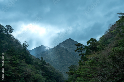 Bilde på lerret Misty Mountain Forest in Yakushima