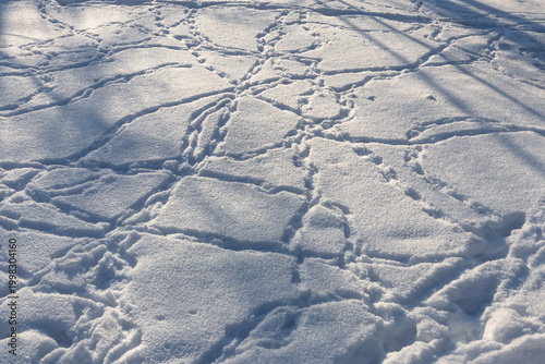 Traces of many birds walking on the snow