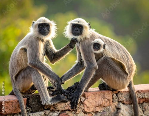 Three Gray Langur monkeys atop a brick wall, with one holding a baby against a bokeh blurred greenery backdrop
