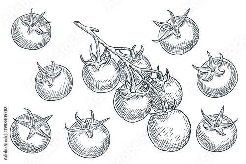 Vintage hand drawn sketch vector illustration of tomatoes. Fresh salad vegetables. Agriculture and farm design elements