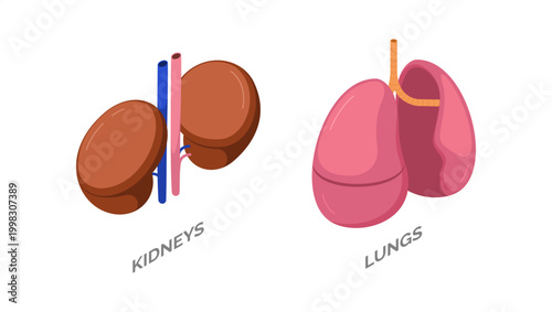 Human kidney and lungs set. Vector isolated isometric anatomical elements. Respiratory and filtration systems. Healthcare education and anatomy studies, scientific and medical infographics