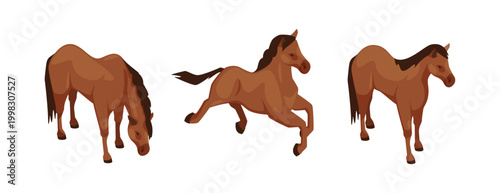 Young stallions set. Vector isometric steeds standing, grazing and galloping. Horse movement, agility and anatomy. Mares or colts set. Equestrian graphics, infographics and educational materials