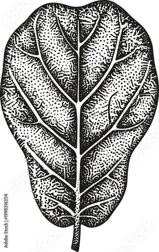 Detailed leaf drawing