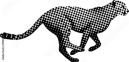 Black panther walks right