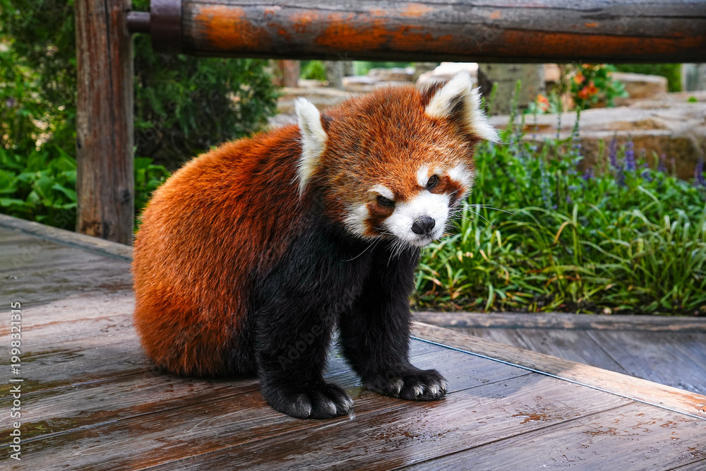 Obraz premium red panda eating bamboo