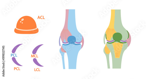 Knee Ligament Anatomy Illustration with Copy Space