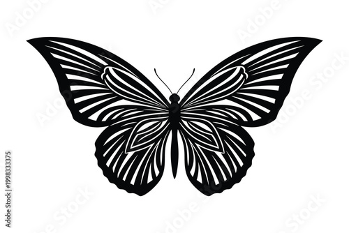 Elegant black and white butterfly illustration a detailed wing pattern