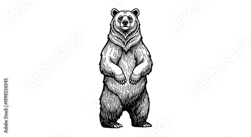 Detailed hand-drawn bear standing on hind legs, looking forward, isolated white background.