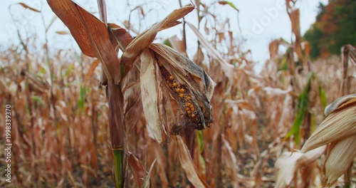 Failed maize crop with damaged cobs remaining on plants. Rural agriculture and production failure