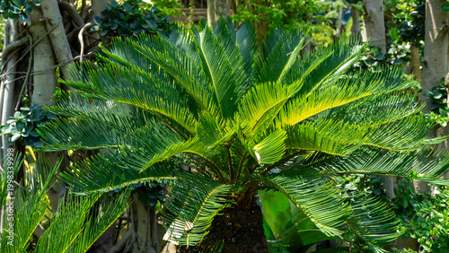 Tableau sur toile Symmetrical green Sago Palm (Cycas revoluta) leaves in a tropical garden
