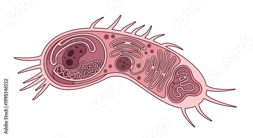 Microorganism illustration, scientific diagram, educational biology concept