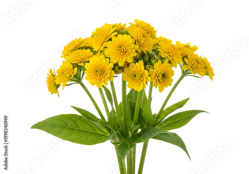 A vibrant cluster of bright yellow daisy-like flowers in full bloom isolated on white background