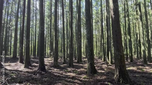 静岡県富士市にある富士ヒノキの美しい人工林を歩く
