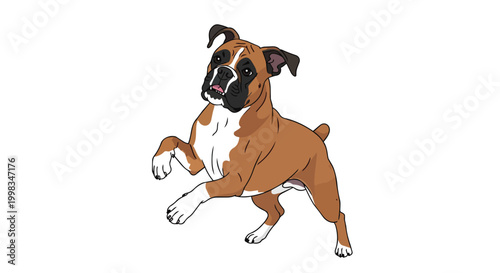 Playful Boxer Dog Vector Illustration - Curious Brown and White Pedigree Pet Character Isolated on White Background