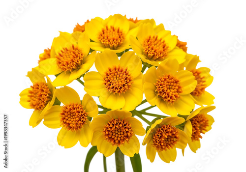 Bright cluster of vibrant orange marigold flowers in full bloom isolated on white background
