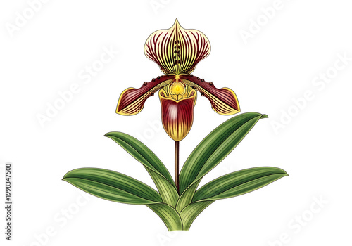 A delicate orchid flower with striking purple petals and yellow center blooming beautifully isolated on white background