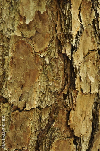 Pine bark