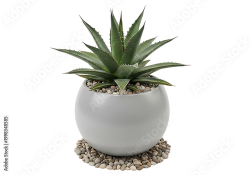 A potted succulent plant with thick, pointed leaves and a rounded shape isolated on white background