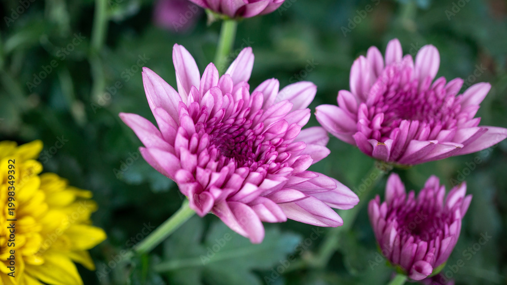 Fototapeta premium Beautiful vibrant chrysanthemums and marigolds blooming in a sunny garden