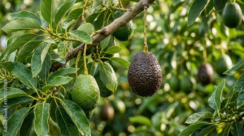 A lush green avocado tree heavy with ripe and ripening avocados, showcasing the vibrant healthy fruit hanging from branches amidst lush foliage