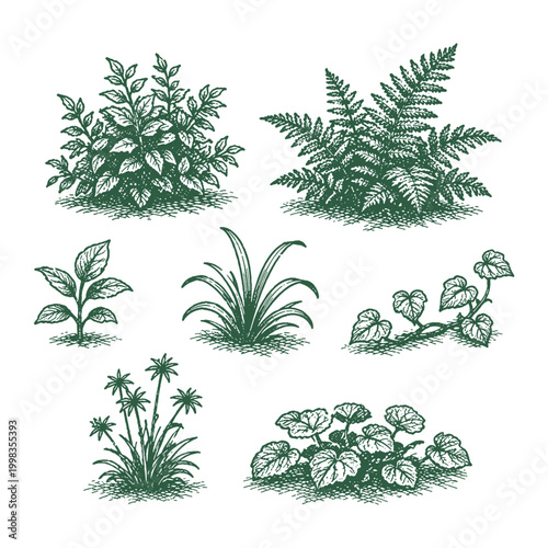 Wild forest bushes and fern plants collection in hand drawn vintage woodcut style vector illustration for garden landscaping and botanical design.