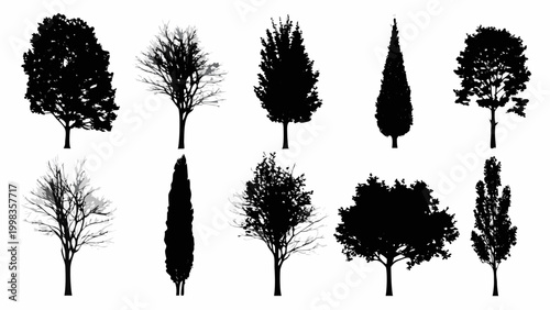 tree silhouettes in black and white isolated on white background