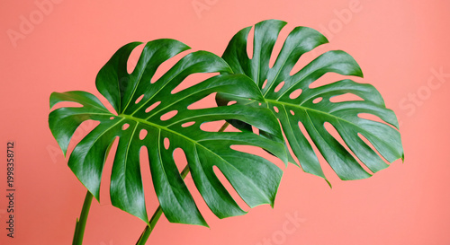 monstera leaves against coral background high quality professional detailed modern elegant stylish clean crisp vibrant colorful