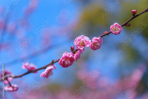 Beautiful pink plum blossoms on branch against clear blue sky, spring flowers blooming in garden, Japanese apricot floral background, nature landscape, selective focus, bright sunny day