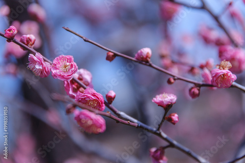 Elegant pink plum blossoms on branches, spring floral background with soft bokeh, Japanese ume apricot flowers in bloom, traditional oriental nature, delicate petals, seasonal garden