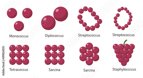 Microscopic Bacteria Shapes Illustration with Copy Space