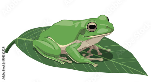 Green Tree Frog Sitting on a Tropical Leaf Vector Illustration Isolated on White Background