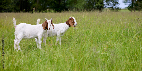 Cuadro en lienzo Two young south african boer goats with white bodies and brown heads stand alert in a vibrant green pasture
