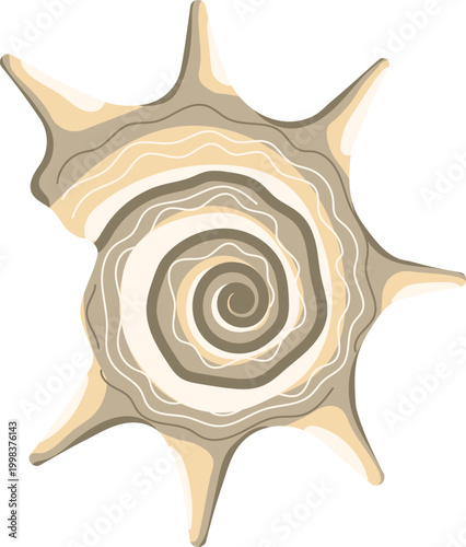 Beige spiky seashell with spiral pattern and long thorns marine shell isolated