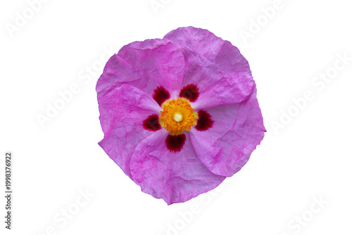 Foto Delicate pink rockrose bloom with crinkled petals, dark red markings and yellow center, isolated on white