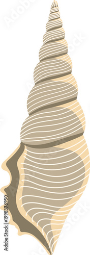 Beige seashell with spiral cone shape and striped pattern marine shell isolated