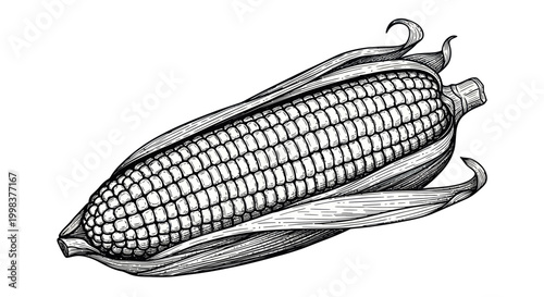 Hand-Drawn Corn Cob Sketch - Vintage Botanical Illustration