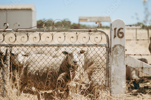 Flock of sheep gathered behind metal gate in rural paddock with concrete post marked with number 16