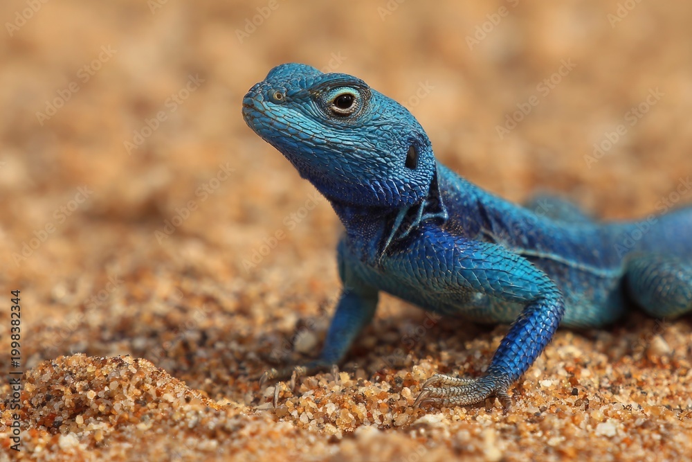Fototapeta premium Blue lizard on sandy ground outdoors.