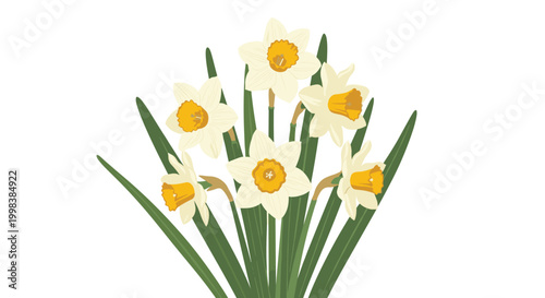 Beautiful bouquet of white narcissus flowers with bright yellow centers and long green leaves arranged against a plain white background for spring.