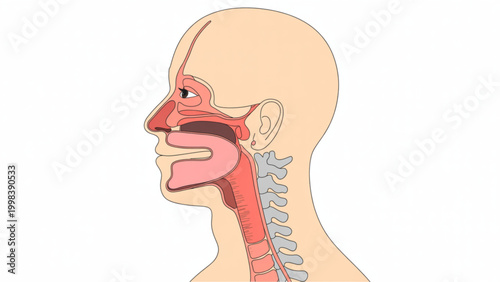 Human throat anatomy diagram with tonsils